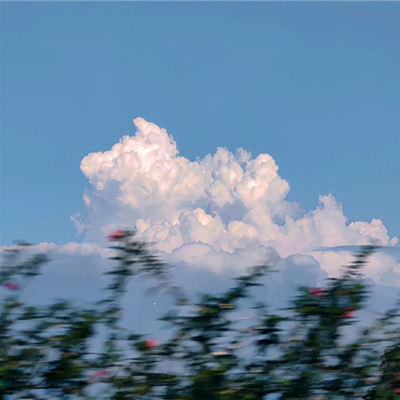 宠物的小知识